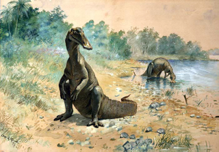 E. annectens. Wikimedia Commons